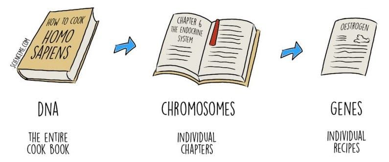 Illustration showing how DNA, chromosomes and genes are organised