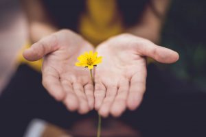 Hands and flower